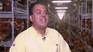 Happy Eggs e Certified Humane - Globo Rural
