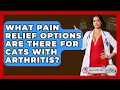 What Pain Relief Options Are There For Cats With Arthritis - Ask A Pet Vet