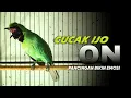 Download Lagu 🔴 CUCAK IJO ON ‼️ MASTERAN CUCAK IJO GACOR JAMTROK BIKIN EMOSI