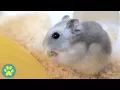 Meet Osmium Winter White Dwarf