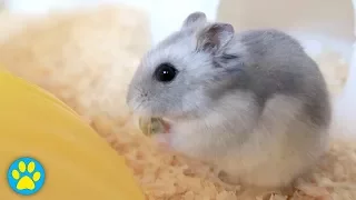 Meet Osmium Winter White Dwarf