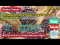 Lagu Berapakah Lama Pupuk yang Diberikan akan Bereaksi