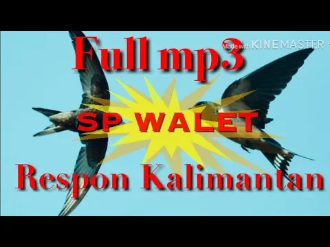 Download MP3 Suara panggil burung Walet super sedot Walet tetangga full mp3