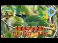 Download Lagu suara pikat burung takur bukit//tulung tupuk mp3