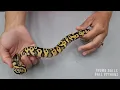 Ball Python Clutch 5 Update Yellowbelly X Firefly Yellowbelly