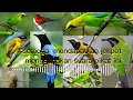 Download Lagu Suara pikat burung ribut 100% paling ampuh