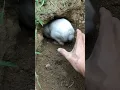 Download Lagu #rabbiteating #rabbit #cute #cuteanimals #pet #pets #short #shorts