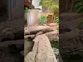 Download Lagu Komodo Dragon at the Zoo! #animal #kidssongs #kidsvideo #singalong #children #kids #toddlers #babies