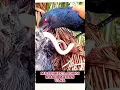 ANAKAN BURUNG BUBUT DI KASIH MAKAN ULAR OLEH INDUKNYA