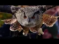 Owl sounds to scare squirrels 🦉 scare birds away - 7 hours