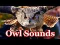 Download Lagu Owl sounds to scare squirrels 🦉 scare birds away - 7 hours