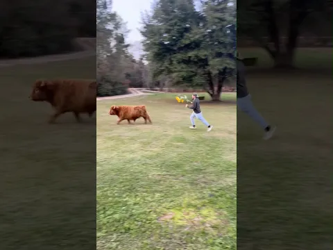 Funny Mini Highland Cattle 🐮🥰 #funnyanimals #pets #highlandcattle #cow #fyp