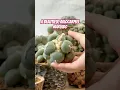 Download Lagu ASMR Cactus Unboxing: Ariocarpus Maruibo Up Close
