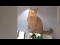 Download Lagu Dierenartsenpraktijk Dierzorg Heinkenszand