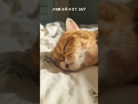 Любимые занятия каждого кота. Часть 1 🐱 | Every Cat Ever