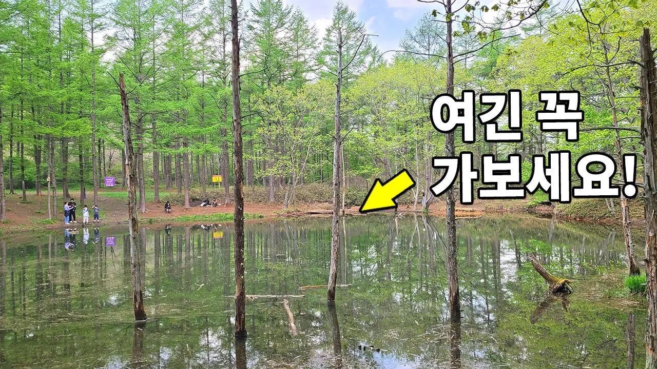 👀이렇게 높은 곳에 연못이 있다고? 👍신비로운 도롱이연못 가보셨어요? ⛺운탄고도 5코스 10km 🌳강원도 정선 여행지 サムネイル