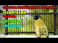 Download Lagu BURUNG KUTILANG SUTRA / CUCAK KURINCANG SUPER ( Pycnonotus Atriceps ) GACOR Ampuh Untuk Pancingan