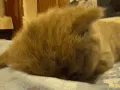 Goodnight 17 GIF