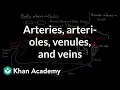 Arteries arterioles venules and veins Health Medicine Khan Academy