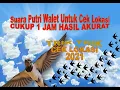 Download Lagu Suara Putri Walet Cek Lokasi Cukup 1 Jam Hasil Akurat 2021