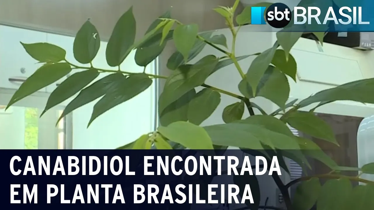 Canabidiol é encontrada em planta brasileira | SBT Brasil (08/07/23)
