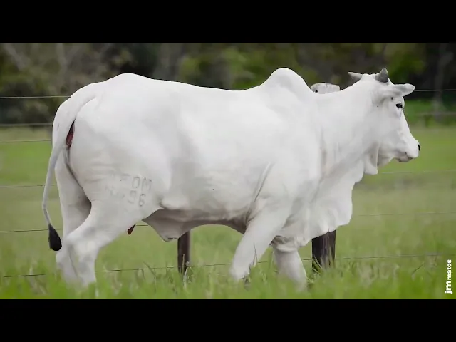 Novilha Nelore AFOM - 4696