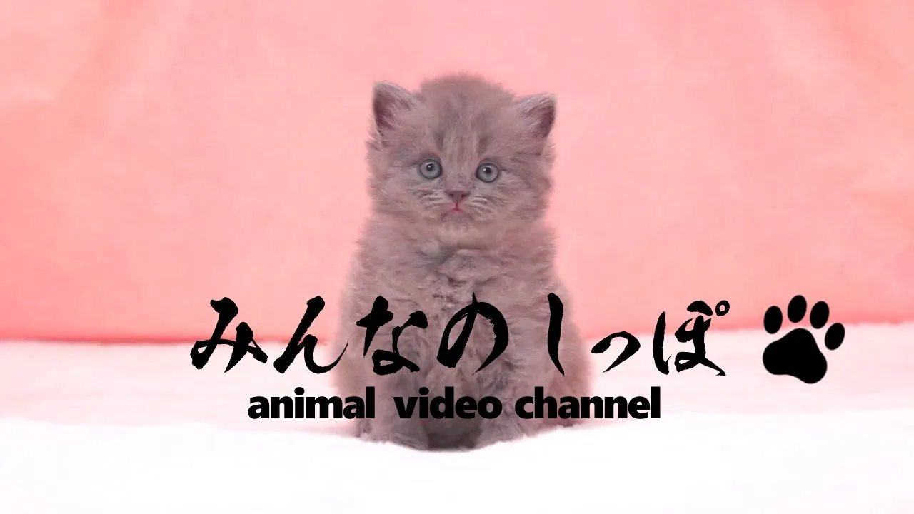 動画