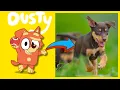 NEW Bluey Characters 2024 UPDATE Every Dog Breed Inspiration for Bluey 3 in REAL LIFE