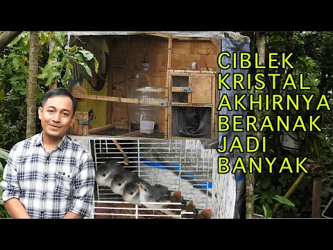 Download MP3 KEREN..PENJUAL ES DOGER SUKSES TERNAK CIBLEK KRISTAL, DARI AWALNYA GK NGERTI SAMPAI BERHASIL TERNAK