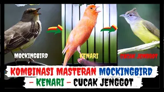 masteran kombinasi murai batu kacer dan burung kicau masteran kenari masteran cucak jenggot
