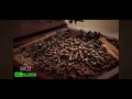 Download Lagu Iklan Camel Kretek Rp 18.000 /12 Btg (2024-2026) @ Mentari TV HD