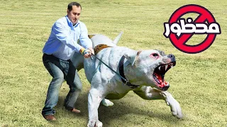هذا الكلب ممنوع في كل دول العالم  أقوى    كلاب في العالم دندنها