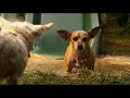 beverly hills chihuahua 2 (2011) - mud slide
