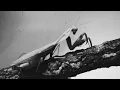Mantis - Courtney Barnett