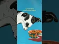 Download Lagu In Memory of Laika: She was blasted into space, \u0026 never came back 💔