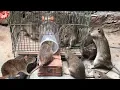 Download Lagu Best Rat Trap 2019 🐀 15 Mice in trapped 1 Hour 🐭 Mouse/ Rat trap 👍 How to Make Rat Trap