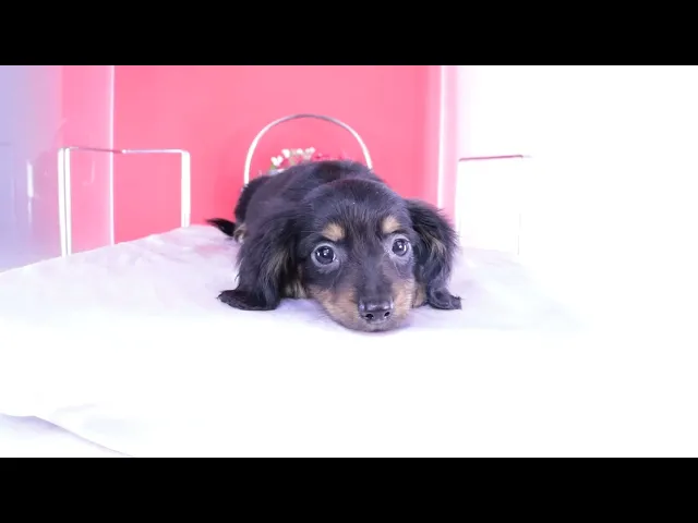 動画