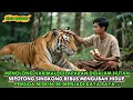 Lagu VIRAL !! PEMUDA MISKIN SELAMATKAN HARIMAU YANG HAMPIR MATI NAMUN BALASAN HARIMAU ITU BUATNYA KAYA