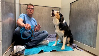 He Lunged at EVERYONE…until I Gave Up
