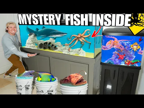 Download MP3 Finally Building Giant FISH ROOM For Tons of Exotic FISH and SEA CREATURES!