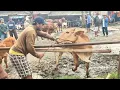 Download Lagu SAPI GALAK POLAH GAK KARUAN AKIRNYA... ‼️🔥🔥🔥