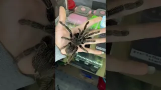 عنكبوت صغير يتحول إلي عنكبوت عملاااق 