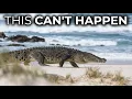 Saltwater Crocodiles Are Moving Farther South Across Australia And No One Can Explain How