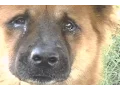 Download Lagu Hachiko the true story of a loyal dog - I can`t try to not cry!