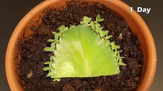 Growing Mother of Thousands from a leaf - 58 days Time lapse