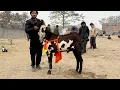 Lagu Wednesday Update Lahore Bakra Mandi Makhi Chena Nagra Bakre Mazhar Biba Official 
