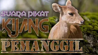 mp3 pemanggil kijang ampuh untuk berburu dialam liar