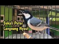Download Lagu 📢 𝗚𝗲𝗹𝗮𝘁𝗶𝗸 𝗯𝗮𝘁𝘂 𝗴𝗮𝗰𝗼𝗿 ‼️ Suara Pancingan Gelatik Batu Wucit WUCIT suara keras agar glatik nyaut bunyi