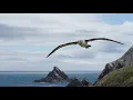 Albatross Wingspan Size How Big Are They Albatross wingspan compared to human