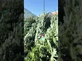 Real Trees at Lowe s